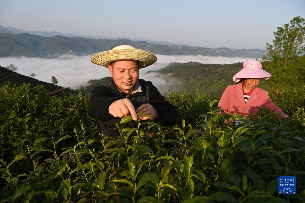 平利县富硒堂茶