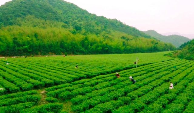台湾富硒八仙茶