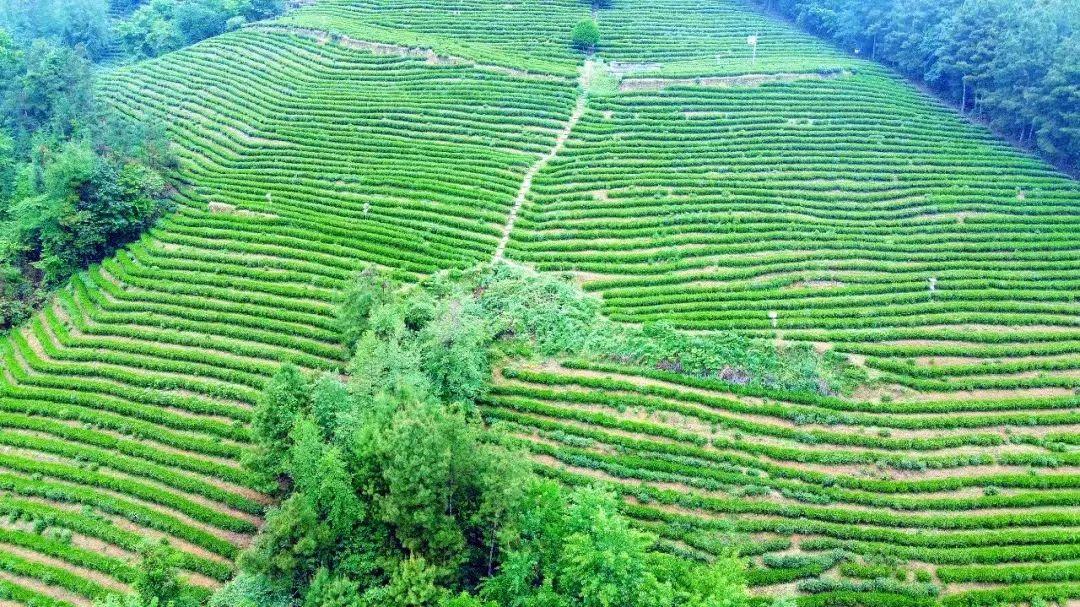 四川富硒茶分布