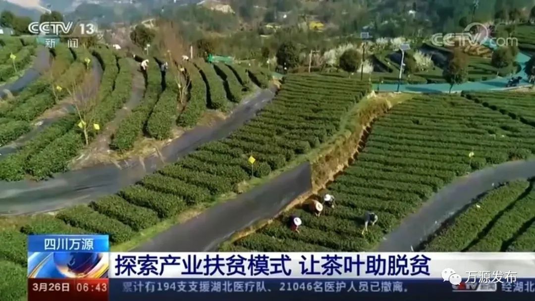 达州万源富硒茶