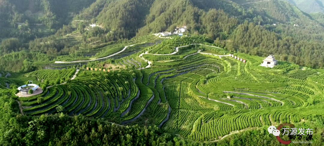 达州万源富硒茶