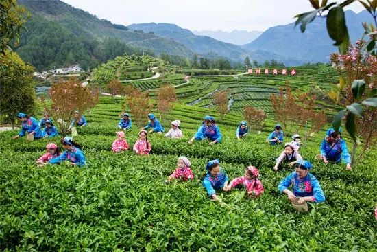 达州万源富硒茶