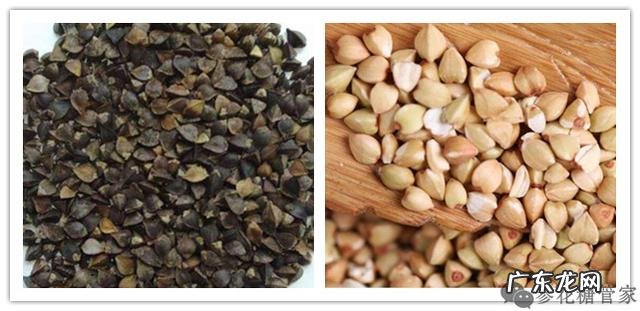 “三降”养生苦荞麦茶，吃法知多少？