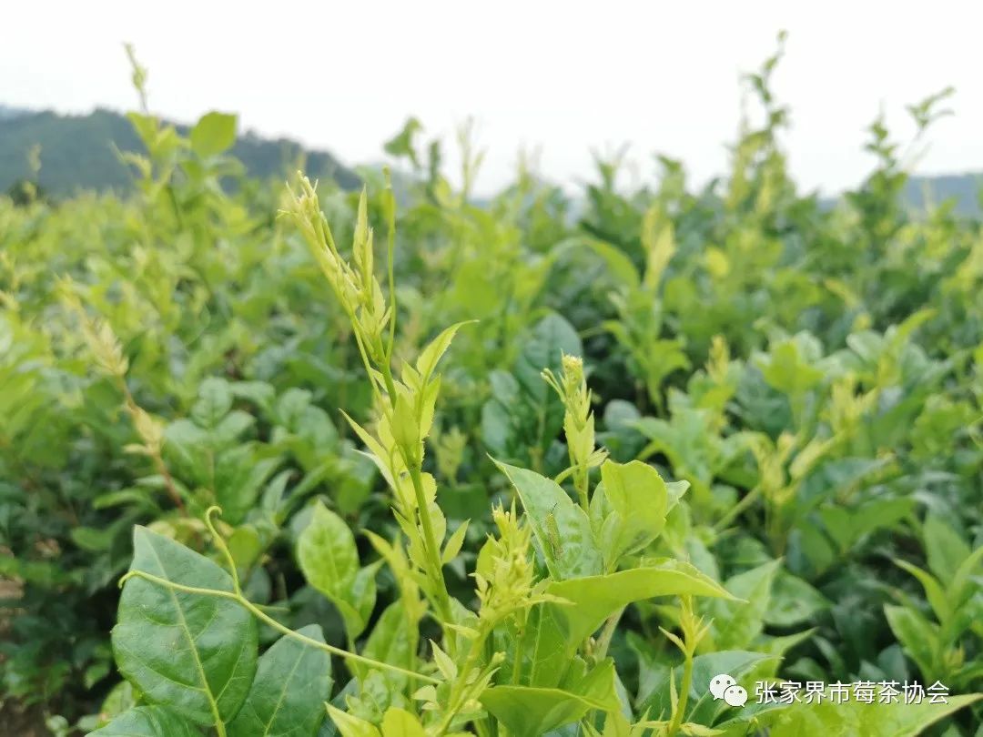 张家界富硒霉茶
