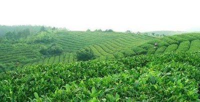 普洱茶专用罐子多少钱一斤，普洱茶专用罐子价格：一斤要多少钱？