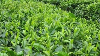 普洱茶专用罐子多少钱一斤，普洱茶专用罐子价格：一斤要多少钱？