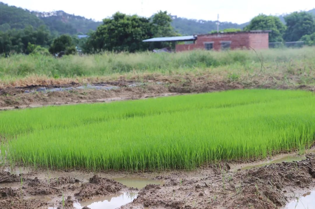 富硒大米 生态