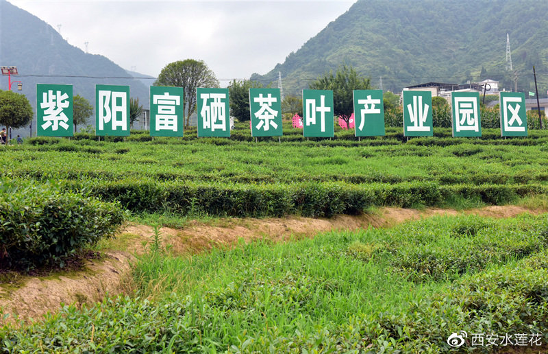 富硒大米 安康