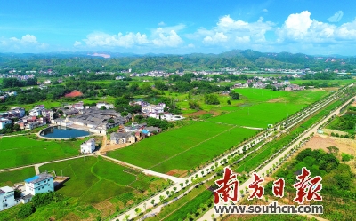 西坑乡富硒大米