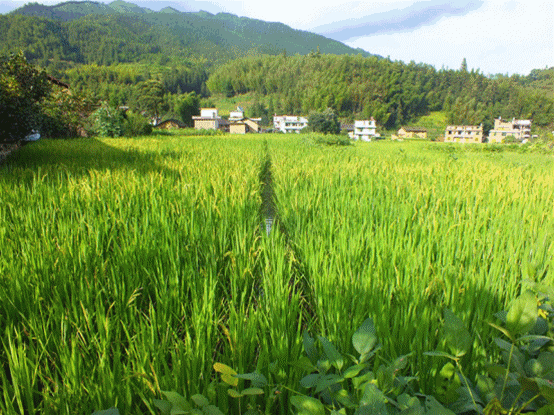富硒大米很吃水