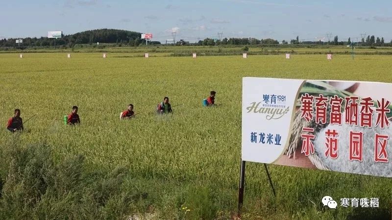 富硒大米很吃水