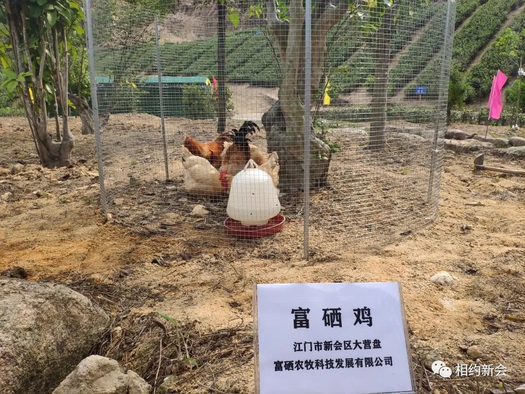 富硒的大米基地