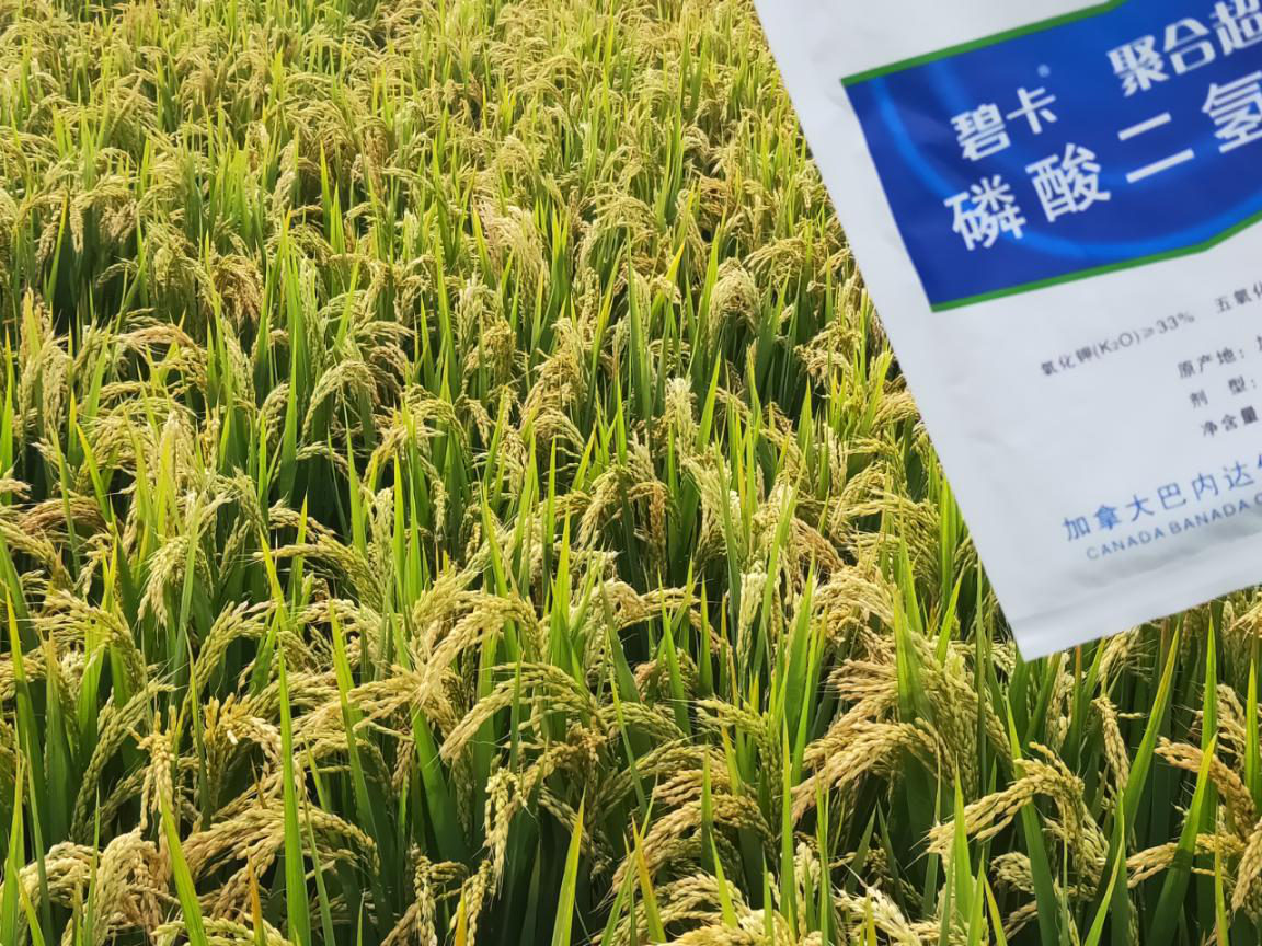 绿更香富硒大米