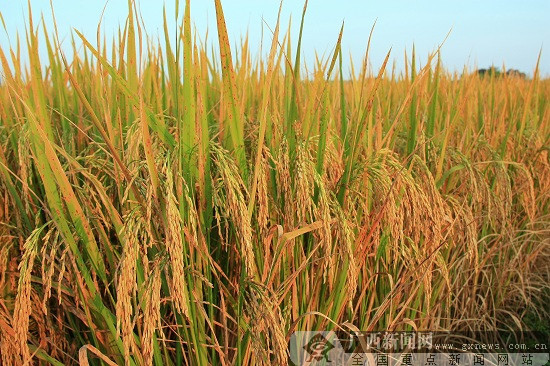 鸭子泉富硒大米