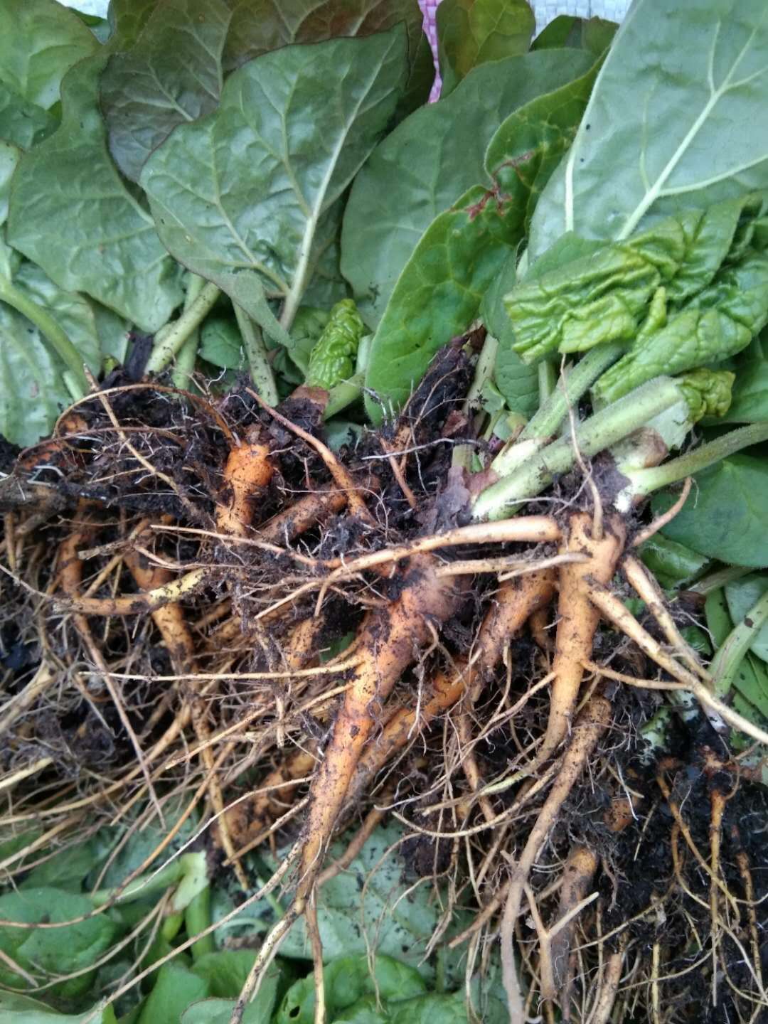 湖北省富硒大米