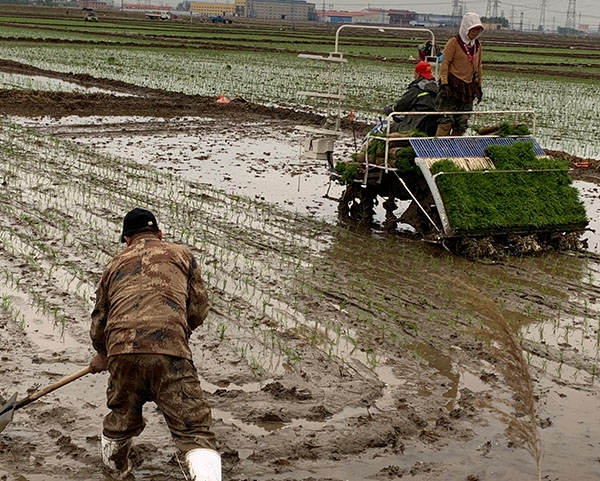 二沟湾富硒大米(富硒大米基地)-硒宝网
