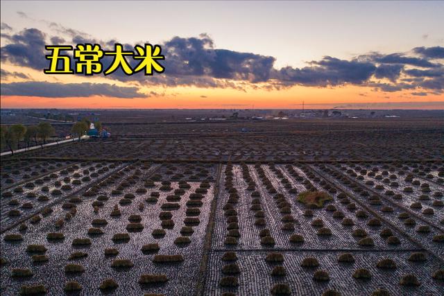 中国的12大优质大米，你吃过其中的几种？你家乡的米榜上有名吗？