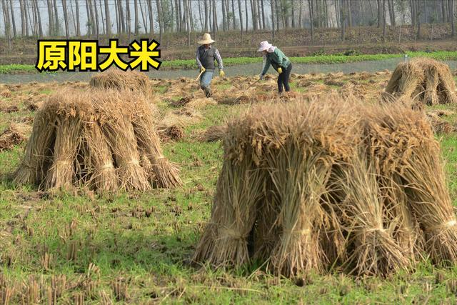 中国的12大优质大米，你吃过其中的几种？你家乡的米榜上有名吗？