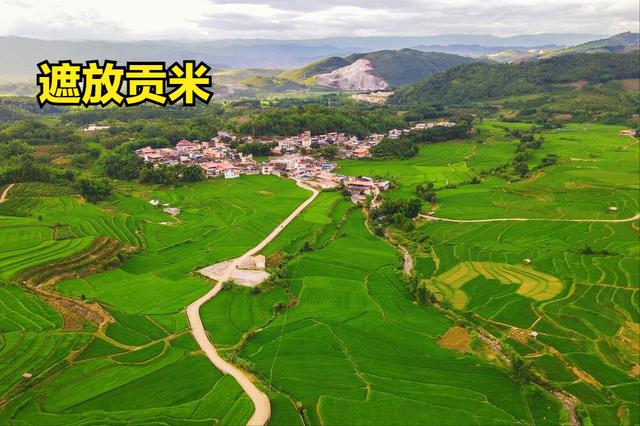 中国的12大优质大米，你吃过其中的几种？你家乡的米榜上有名吗？
