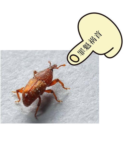 富硒大米生虫吗