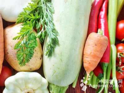 铁根王白菜批发价格
