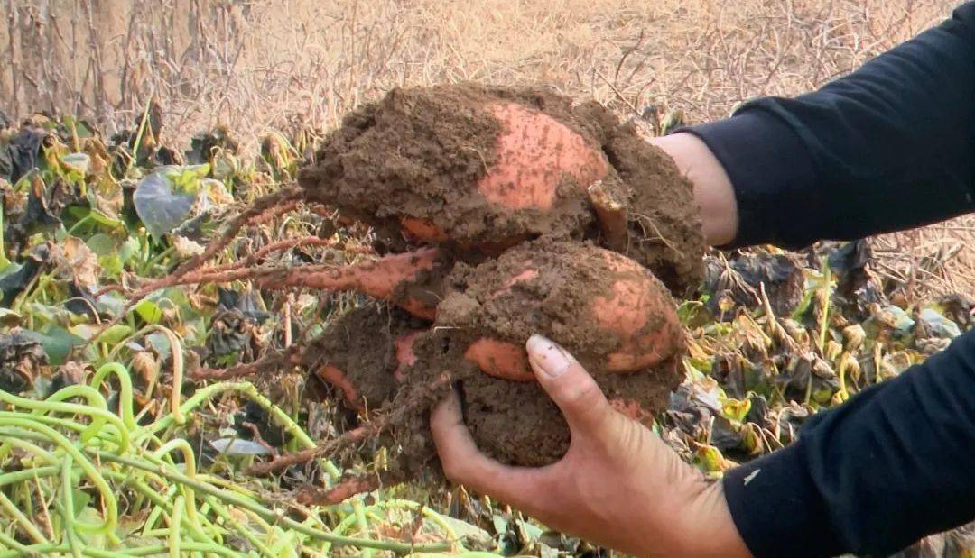 怎么烤富硒地瓜