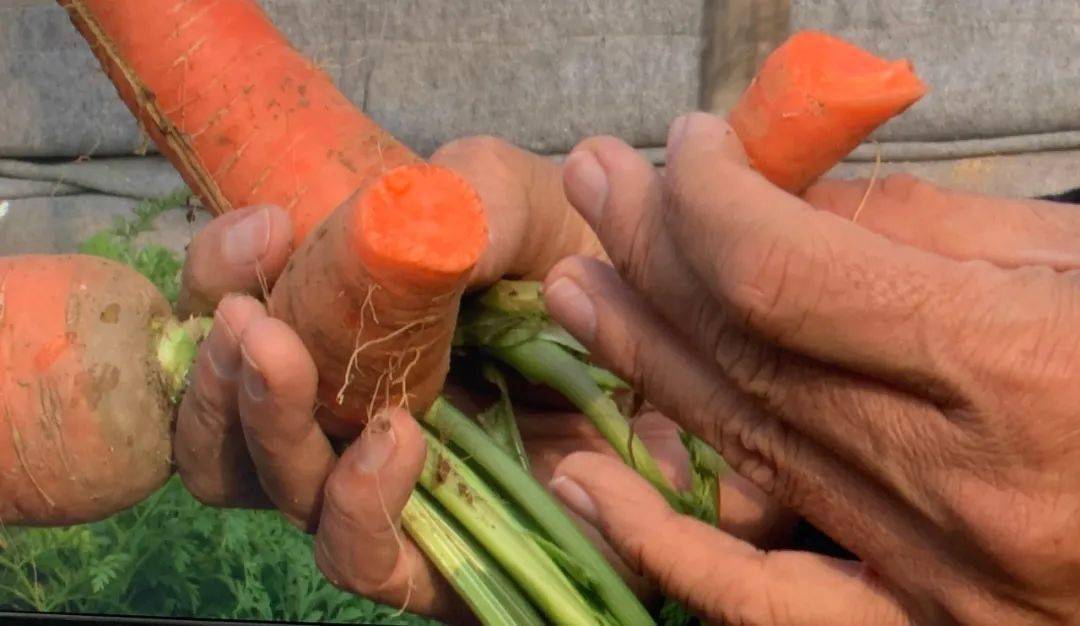 怎么烤富硒地瓜