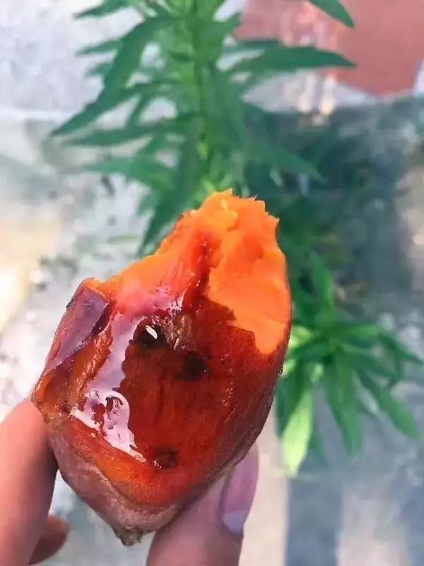 富硒地瓜的由来