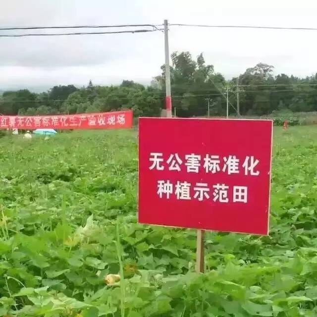 富硒地瓜的由来