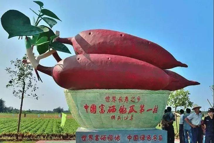 富硒地瓜有点苦