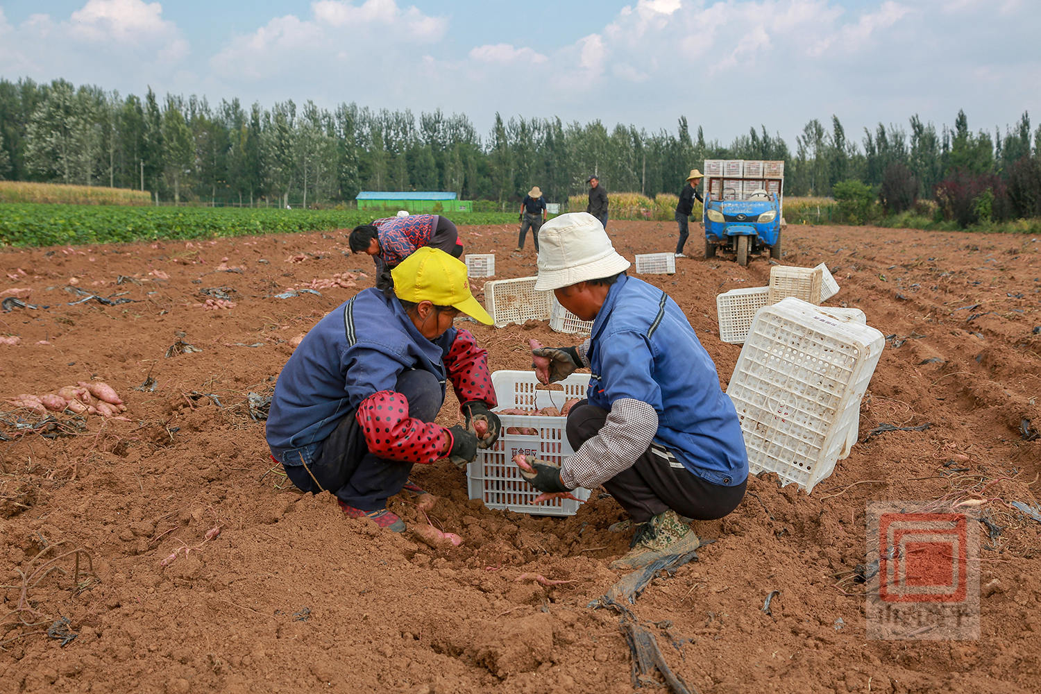 富硒地瓜丰收了