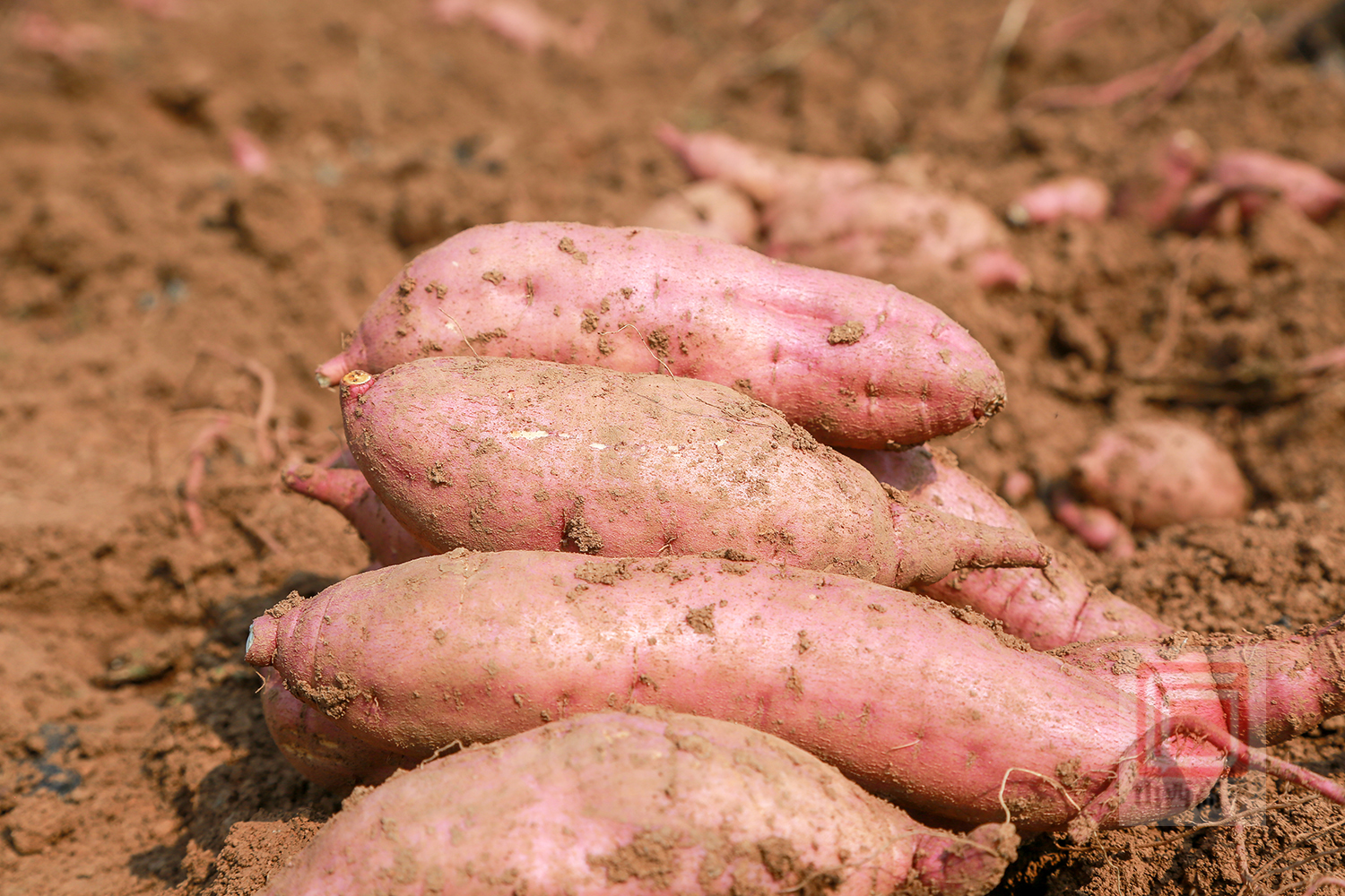 富硒地瓜丰收了