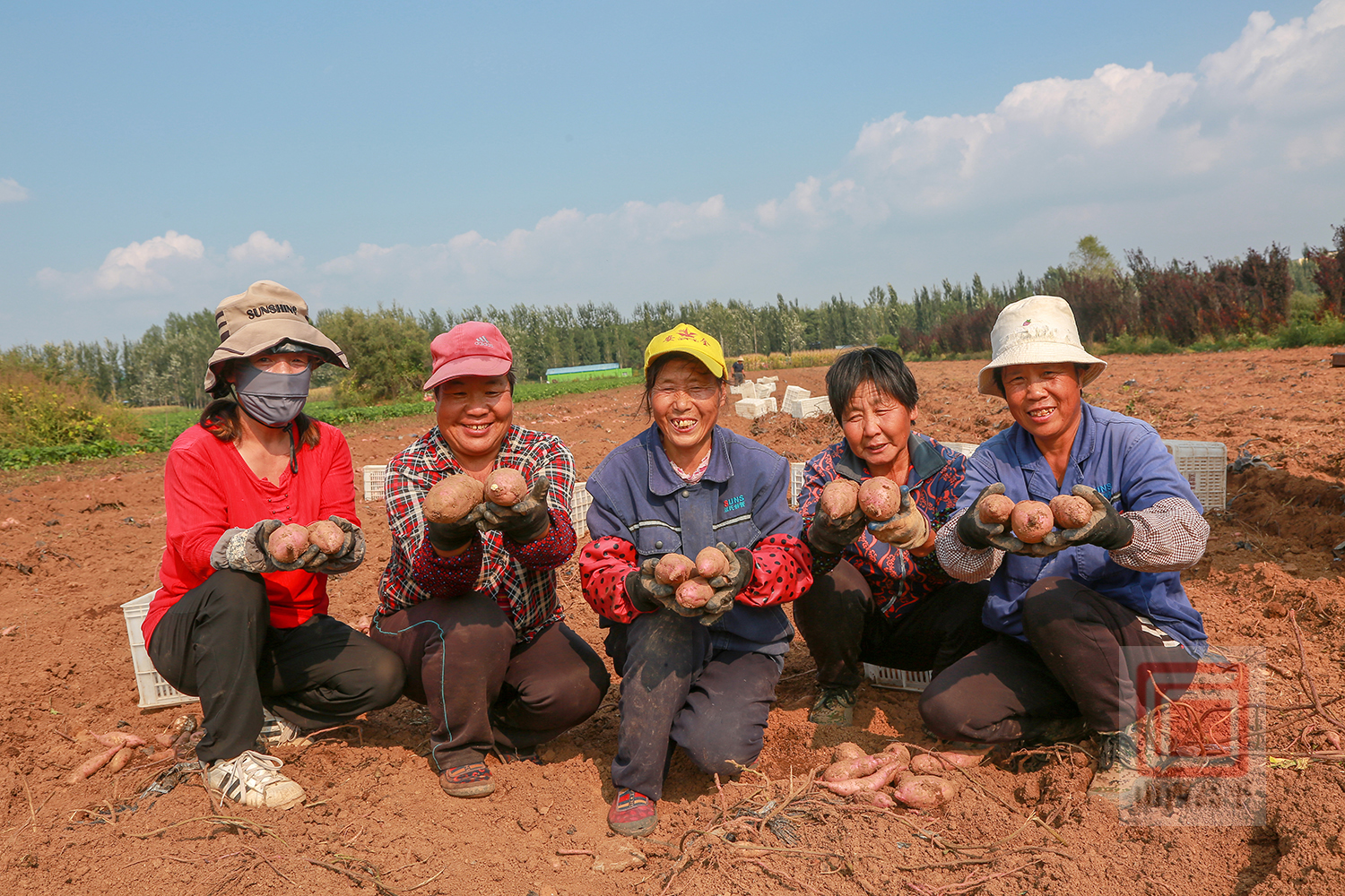 富硒地瓜丰收了