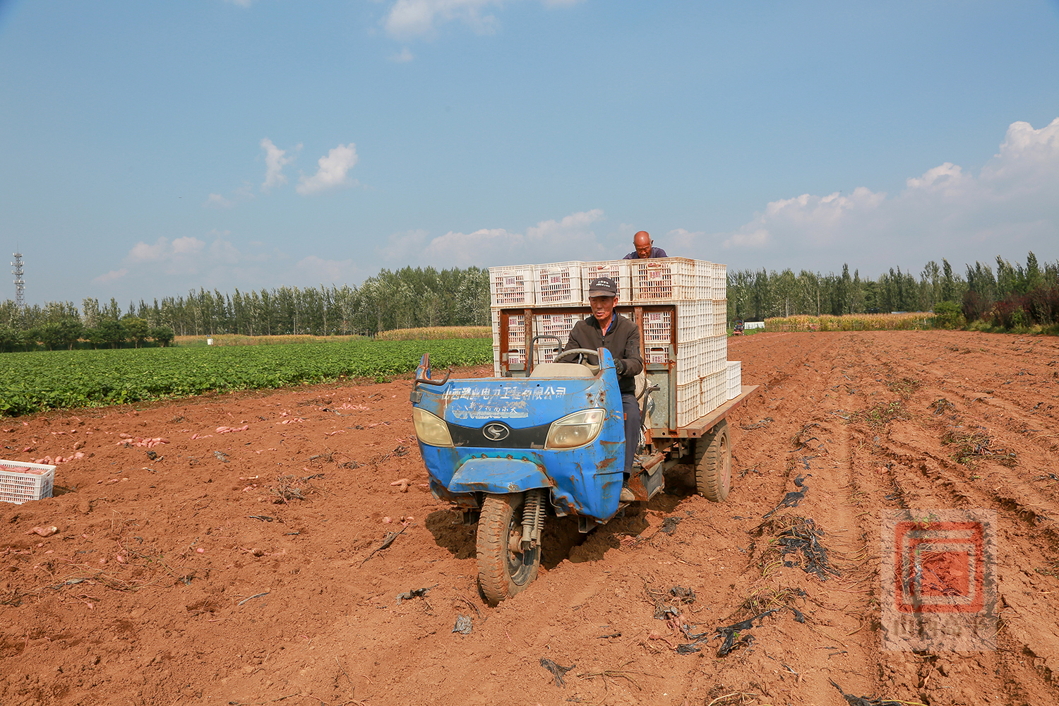 富硒地瓜丰收了