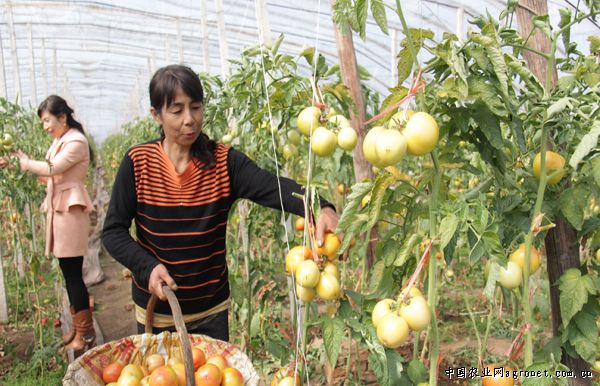 野水芹菜饺子的做法