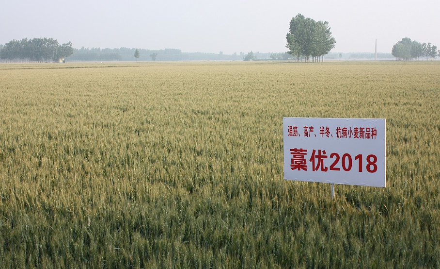 寿之本富硒面粉