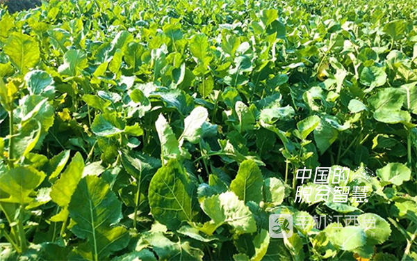 富硒种植的蔬菜