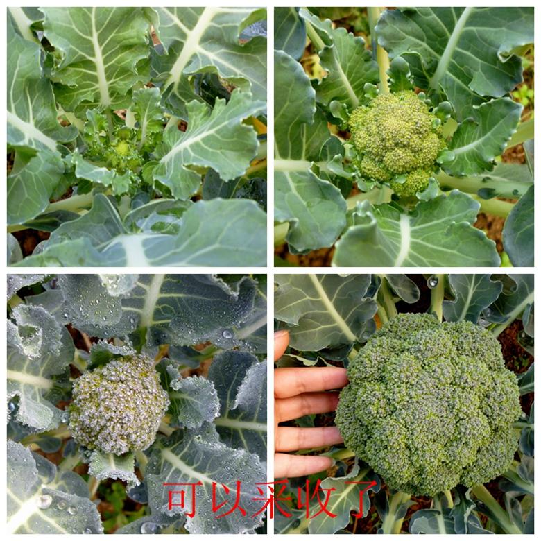 富硒蔬菜西兰花