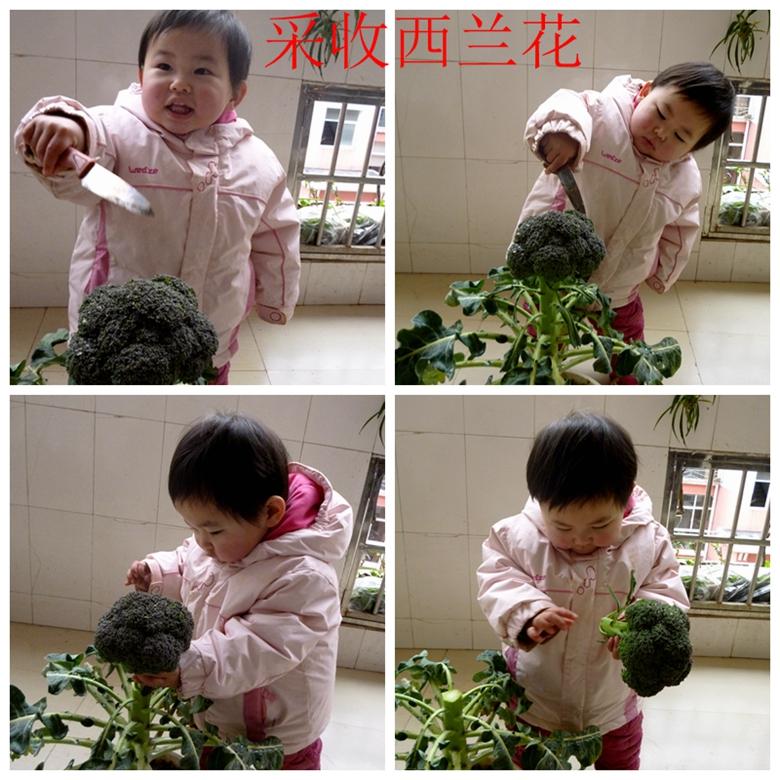 富硒蔬菜西兰花