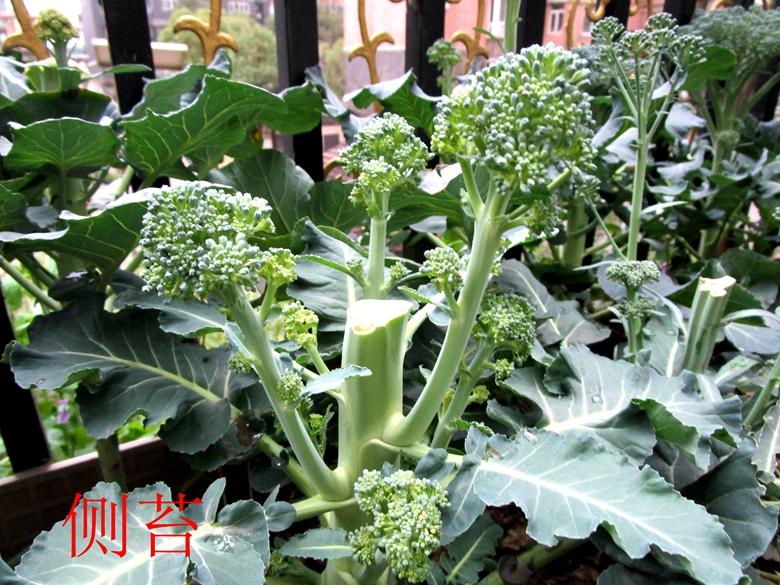 富硒蔬菜西兰花