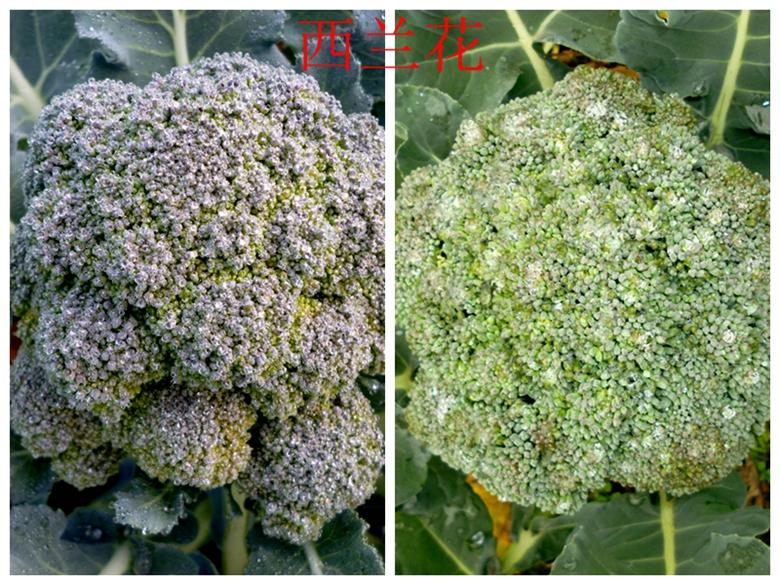 富硒蔬菜西兰花