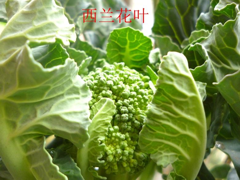 富硒蔬菜西兰花