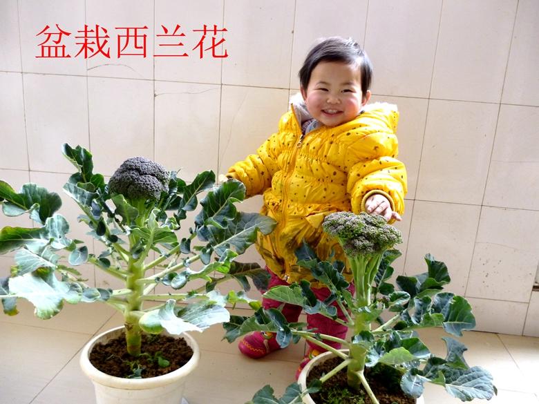 富硒蔬菜西兰花