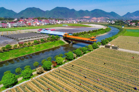 桥头河富硒蔬菜(桥头富硒地瓜营养价值)-硒宝网