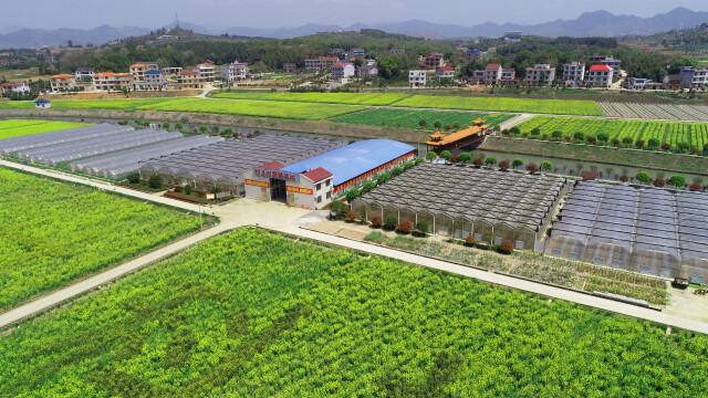 桥头河富硒蔬菜(桥头富硒地瓜营养价值)-硒宝网