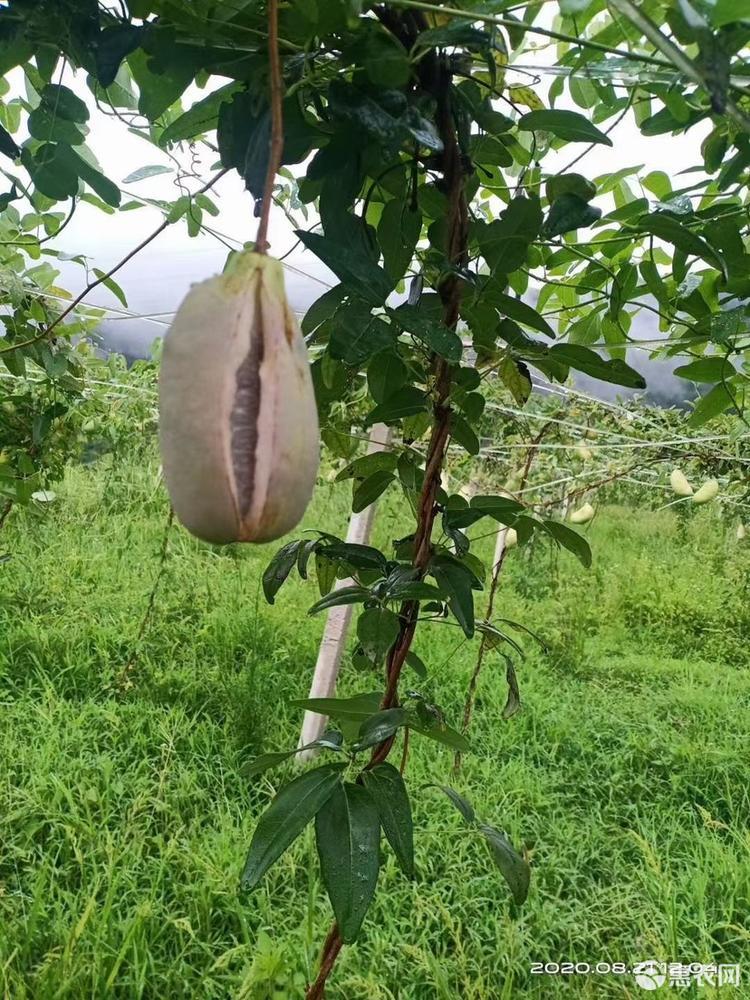 富硒水果的意思(富硒水果的国家标准是多少)-硒宝网