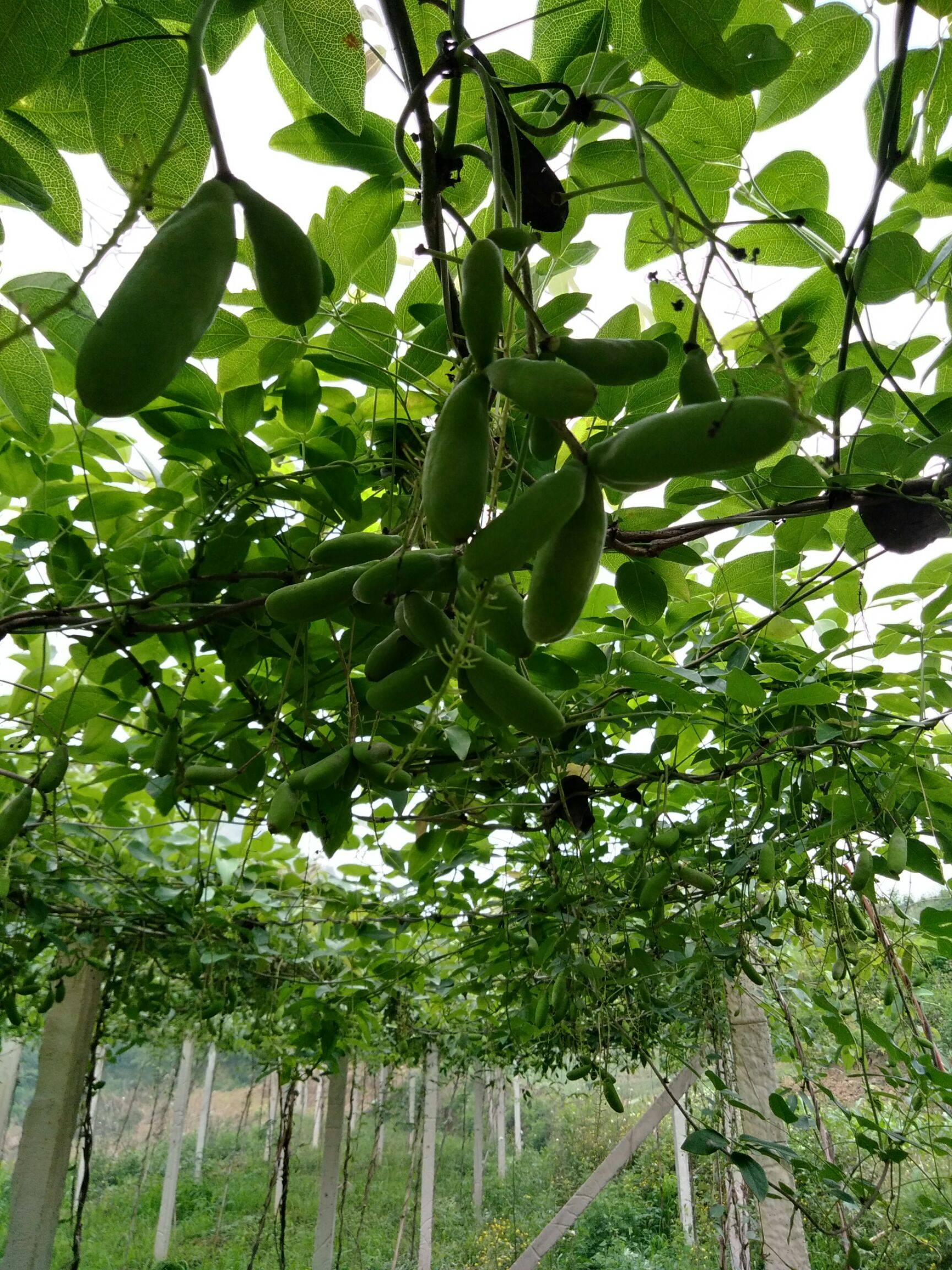 富硒水果的意思(富硒水果的国家标准是多少)-硒宝网