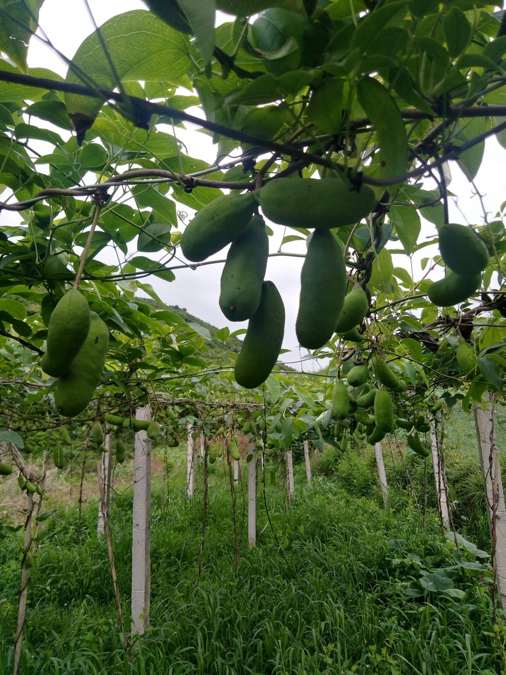 富硒水果的意思(富硒水果的国家标准是多少)-硒宝网