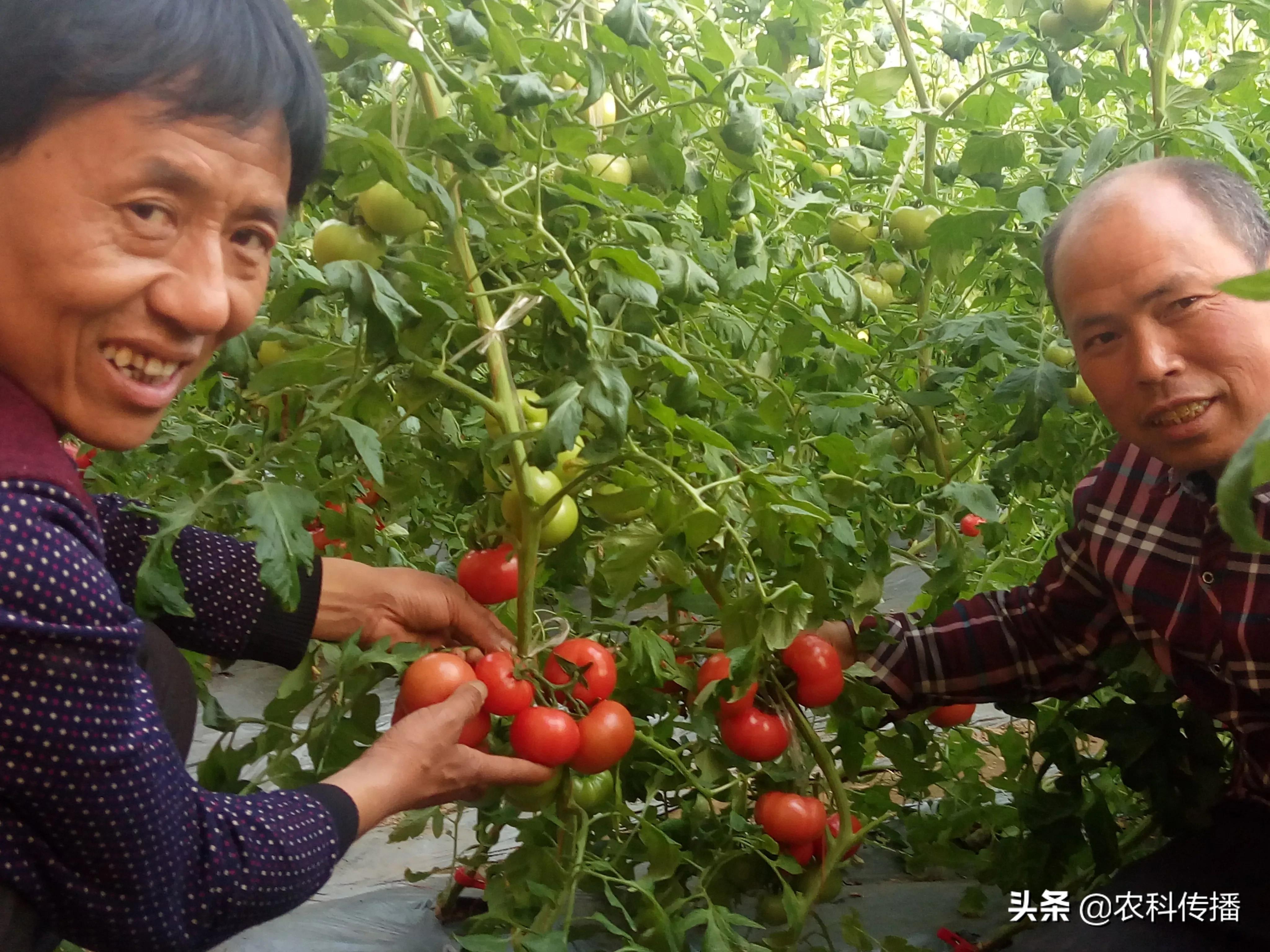富硒水果的意思