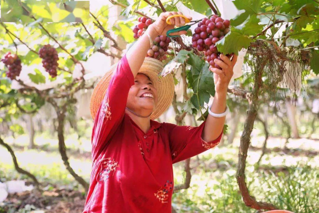 龙胜县富硒水果(富硒果园)-硒宝网